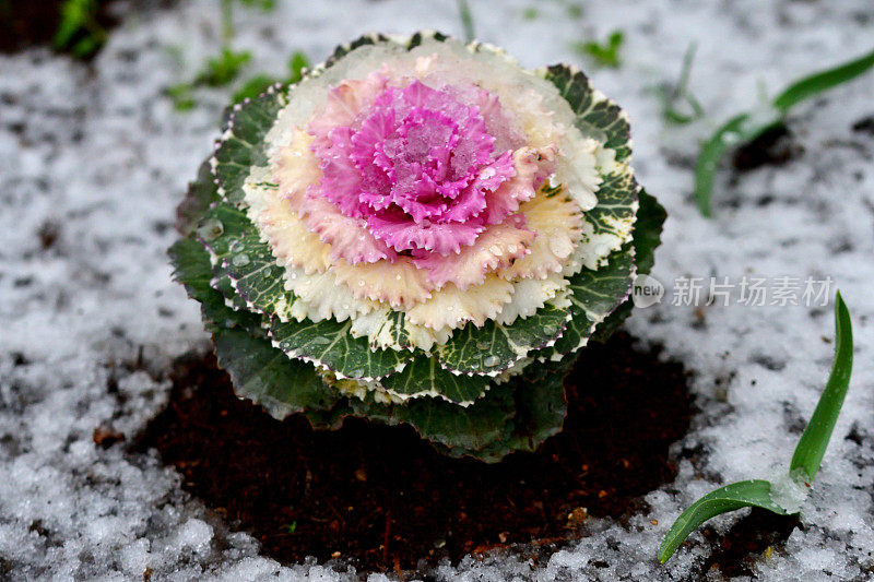 雪中的冬季植物:甘蓝/观赏卷心菜和羽衣甘蓝